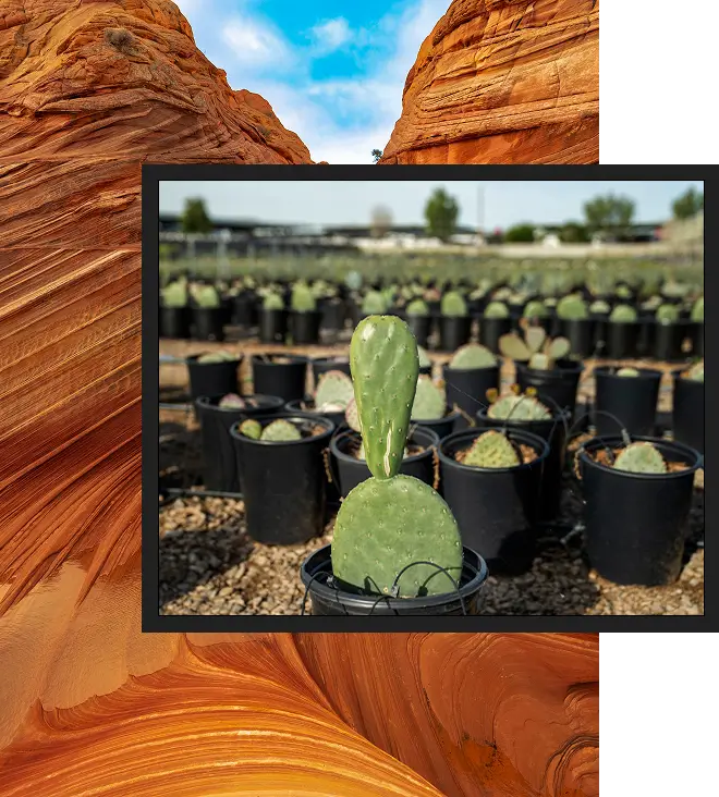 Close-up of green cactus in a black pot surrounded by cacti in black pots