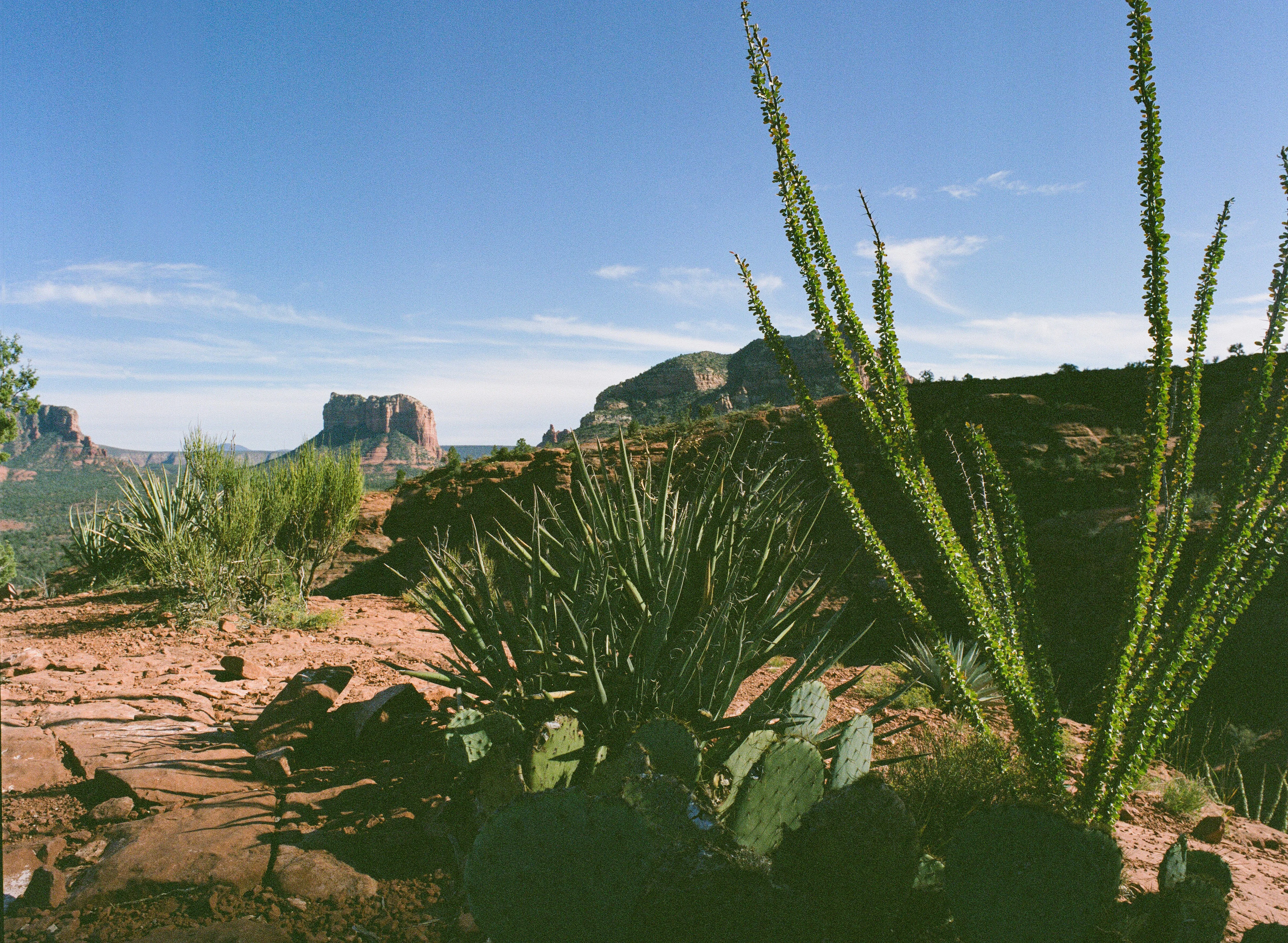 A cactus in a desert landscape